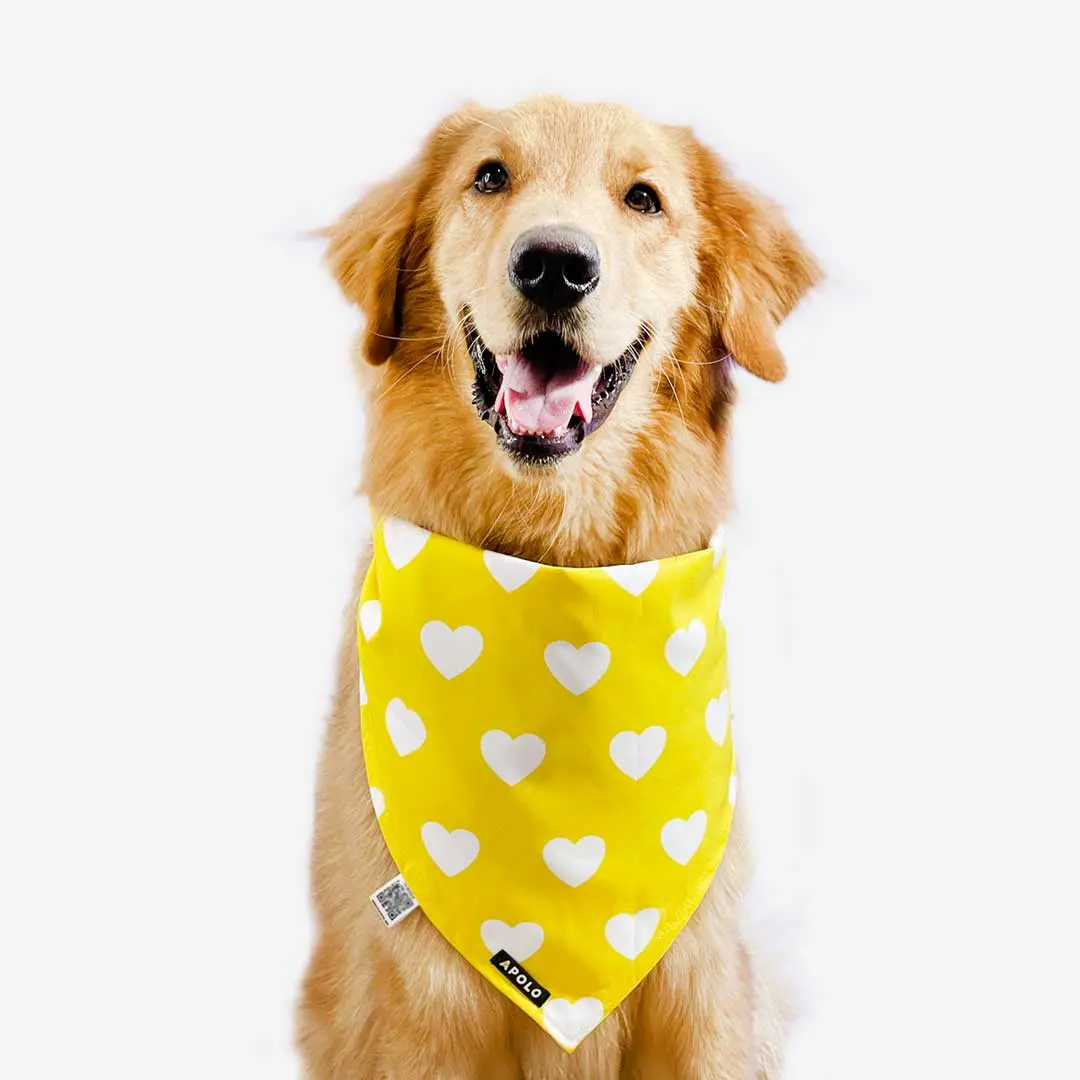 Pañoleta para perro con QR Piñas