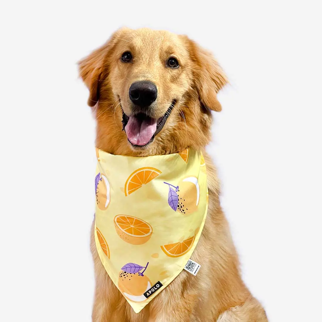 Pañoletas para perros apolo con QR naranjas