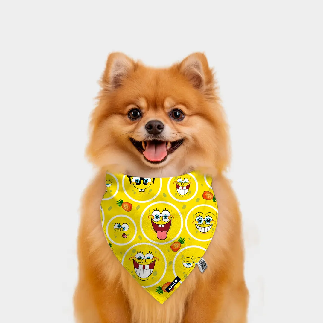 Pañoleta Apolo bob esponja con QR 2025